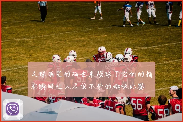足球明星的猫也来踢球了它们的精彩瞬间让人忍俊不禁的趣味比赛